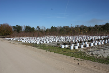 rows of potted trees