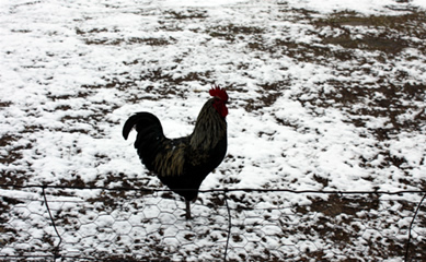 chicken playing in snow of 2009