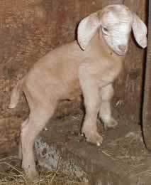 i belong to the goat amp  sheep