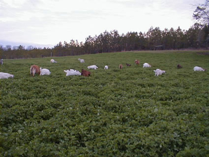 goats in clover pasture