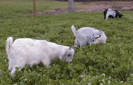 goats in clover pasture